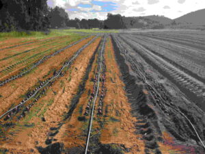 Project for Onion, NSW Australia