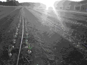 Project for Onion, NSW Australia