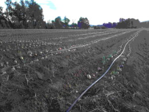 Project for Onion, NSW Australia